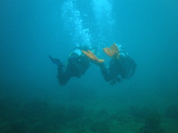 IDCCmv[B