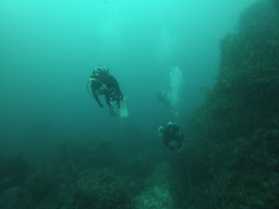 tg