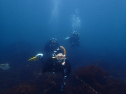 IOPI