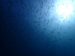 素晴らしい魚影!