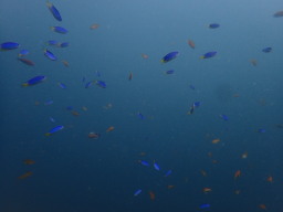魚影!