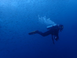 魚影〜!